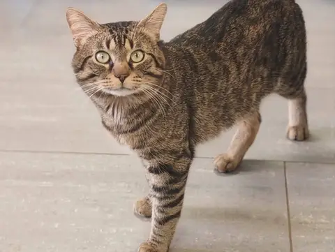 SIMON