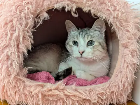 LAYA