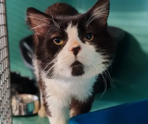 MERLIN