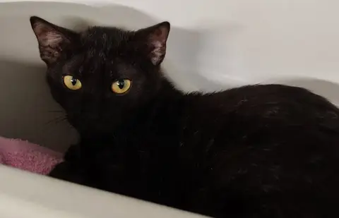BLACKIE