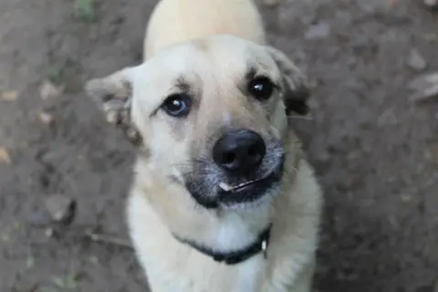 miguelito