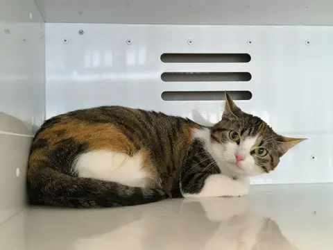NALA