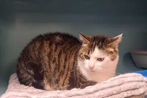 Nina