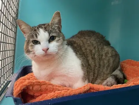 MIMI