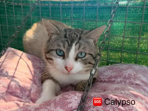 Calypso