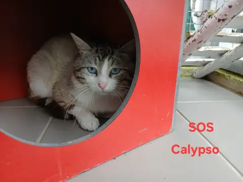 Calypso photo 2