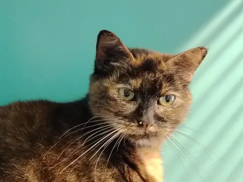 MARGARITA