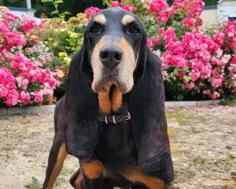 AVANA