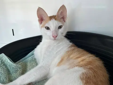 KYA