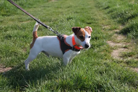 NIBBLER HAA24804 photo 2