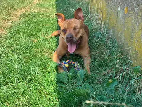 ROXY