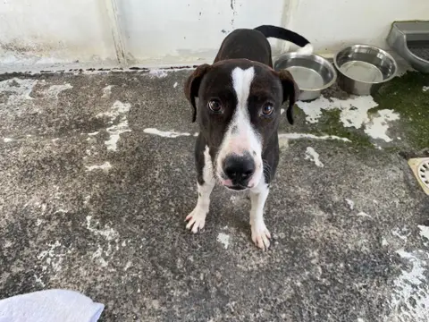 BOWIE