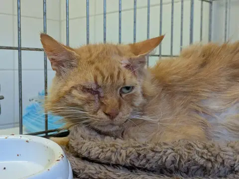 SIMBA