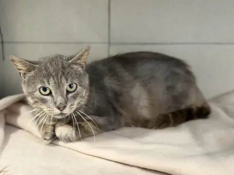 TIMO