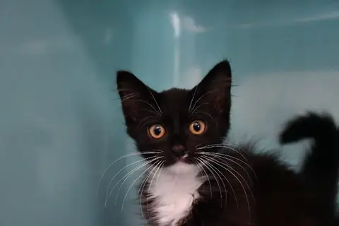 Batman photo 2
