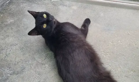 BITSI