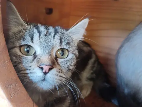 Suki