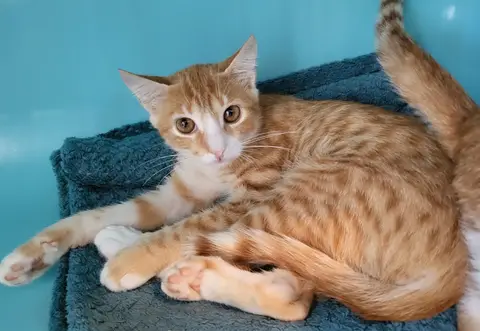 SAMBA