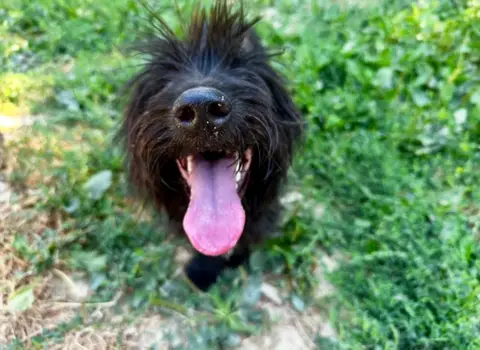 Swiffer photo 4