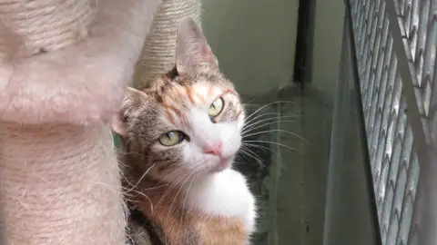 LILA