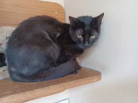Zephyr