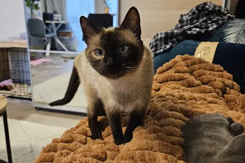 BIMBA