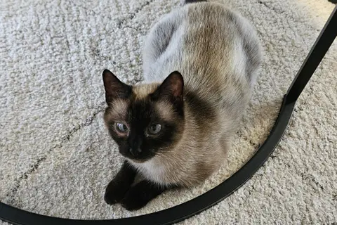BIMBA photo 3