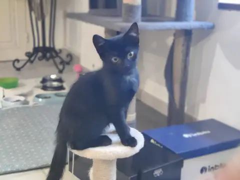 azul