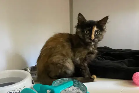 Hot-Cat (en cours d'adoption)