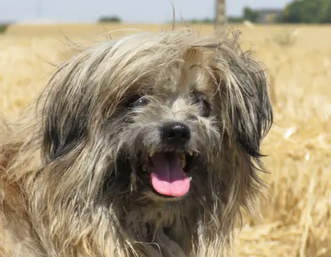 BEBE photo 4