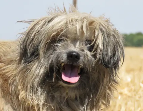 BEBE