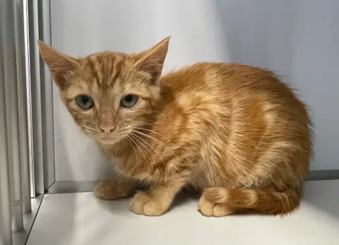 Sun (en cours d'adoption)