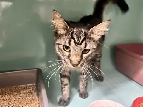 MILO (A TROUVEE SA FAMILLE)