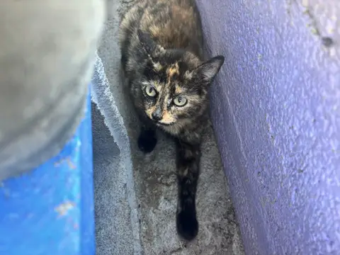 RAJAO