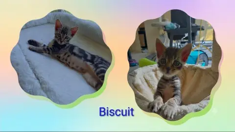 Biscuit