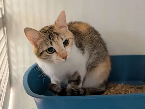 Isabella