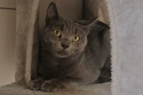 Yuki