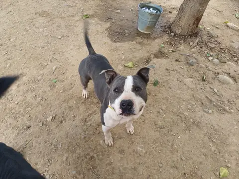 Pablo photo 2