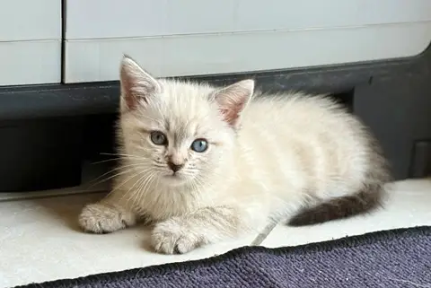 Bao (réservé) photo 3