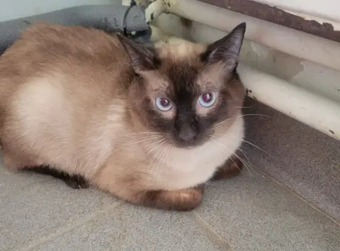 TIGROU