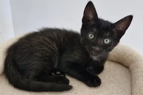 FREVO (Bella)