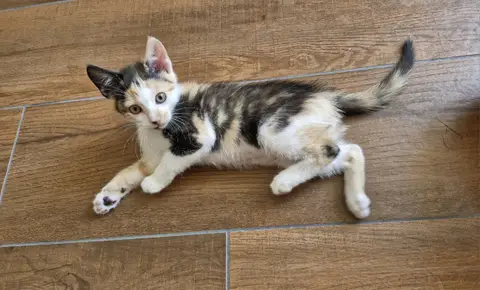 NOVA