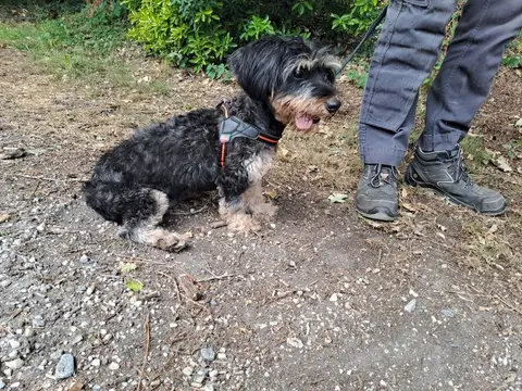 BELLA