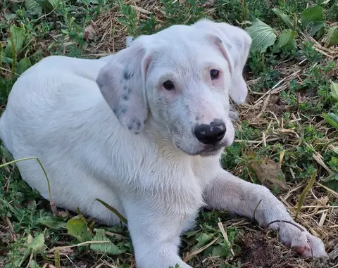 O'neill (en cours d'adoption)