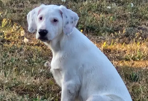 O'neill (en cours d'adoption) photo 2