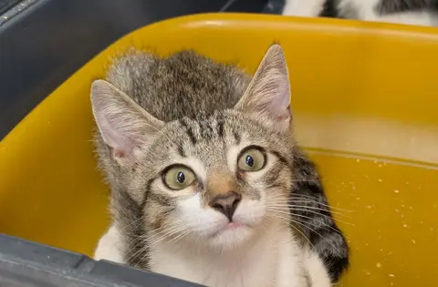 Rio [Chaton]
