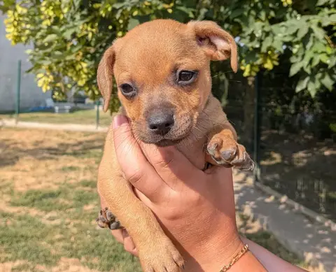 PABLO