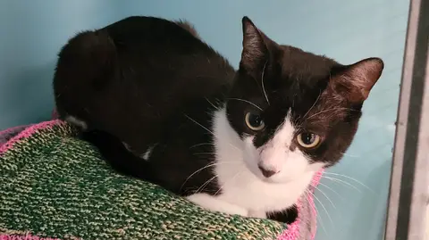 BERLIOZ