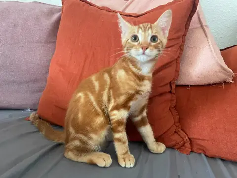 PERCEVAL
