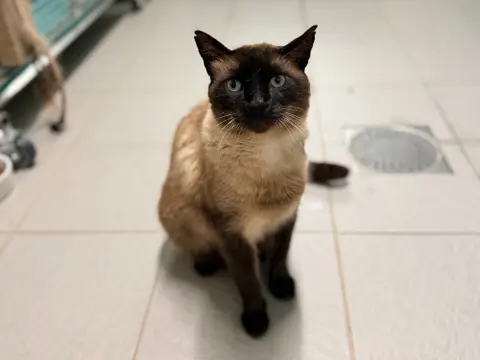 HERMES FIV+